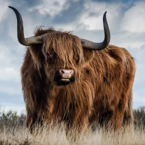 1985年属牛的人2021年运程 85年36岁生肖牛本命年运势