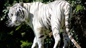 2022壬寅虎年 | 一篇文章带你了解虎的特性与象征意义……