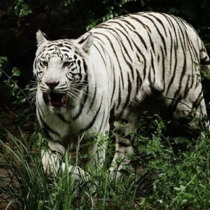 命理中应验率最高的十二种神煞