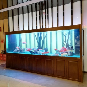 家中鱼缸怎样摆放财运好？记住这十点，福气进门，催财源旺运势