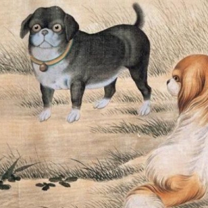 2023年属狗不同年龄运势分析及每月运程详解大全