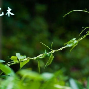 2024甲辰年丁卯月运之乙木日主运势指南（3月5日-4月3日）