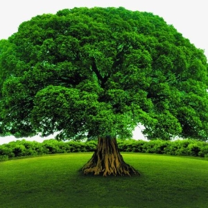 2025年己卯月甲木日主运势指南3月5日—4月3日