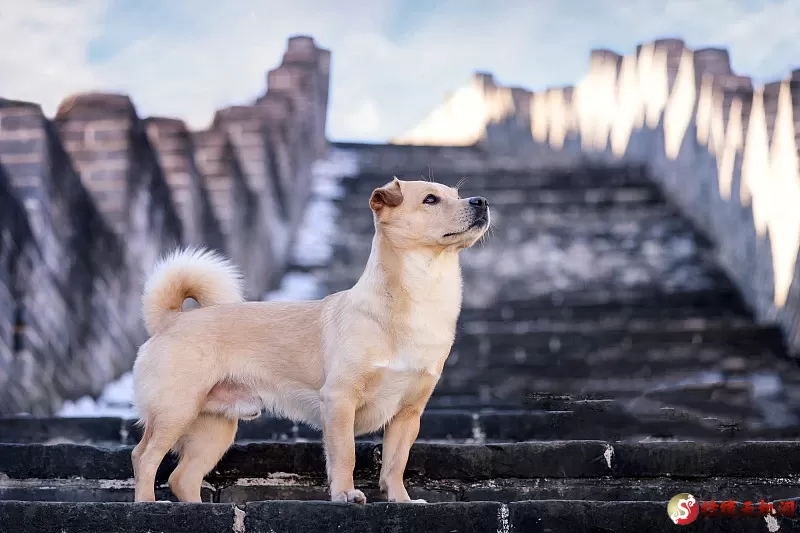 五大镇宅旺主的灵性宠物,不能不知道!